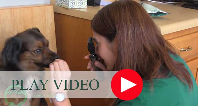 Boulder's Natural Animal Hospital - Pet Health and Healing