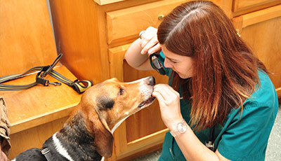 Meet our Veterinarians