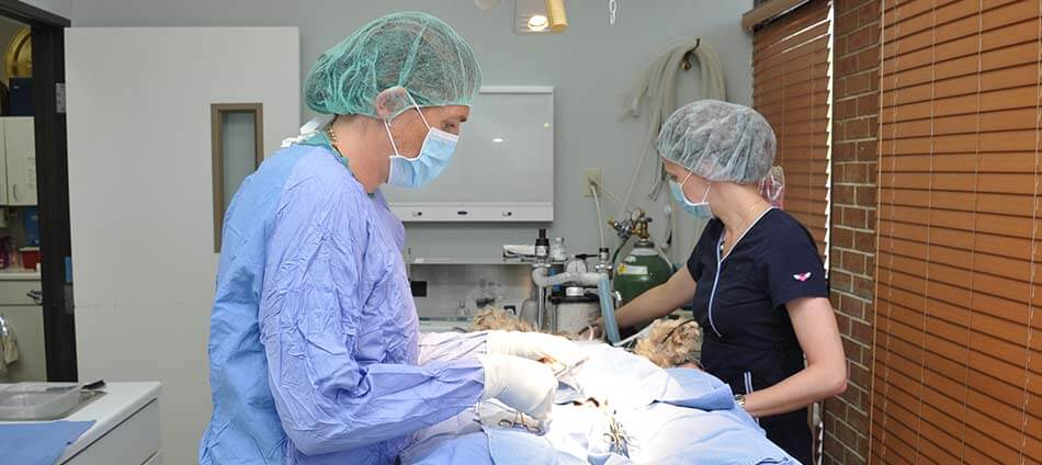 General Surgery at Boulder Natural Animal Hospital