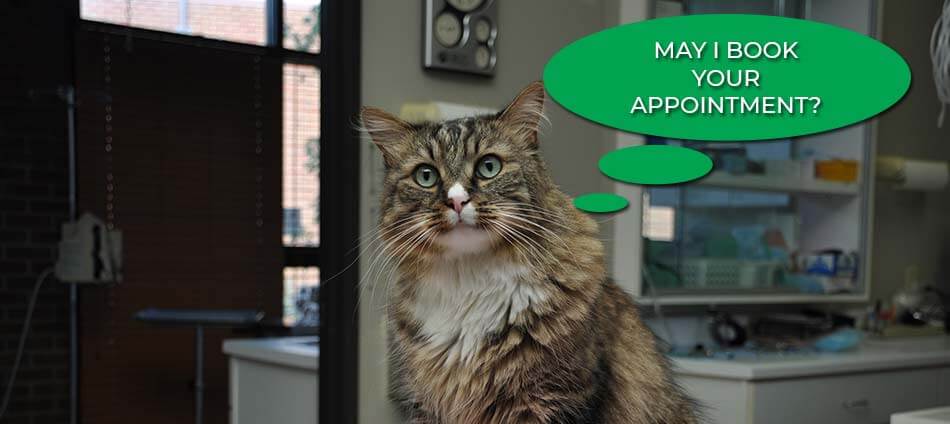 Request Appointment at Boulder Natural Animal Hospital