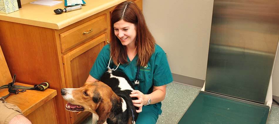Get to know the compassionate staff at Boulder's Natural Animal Hospital